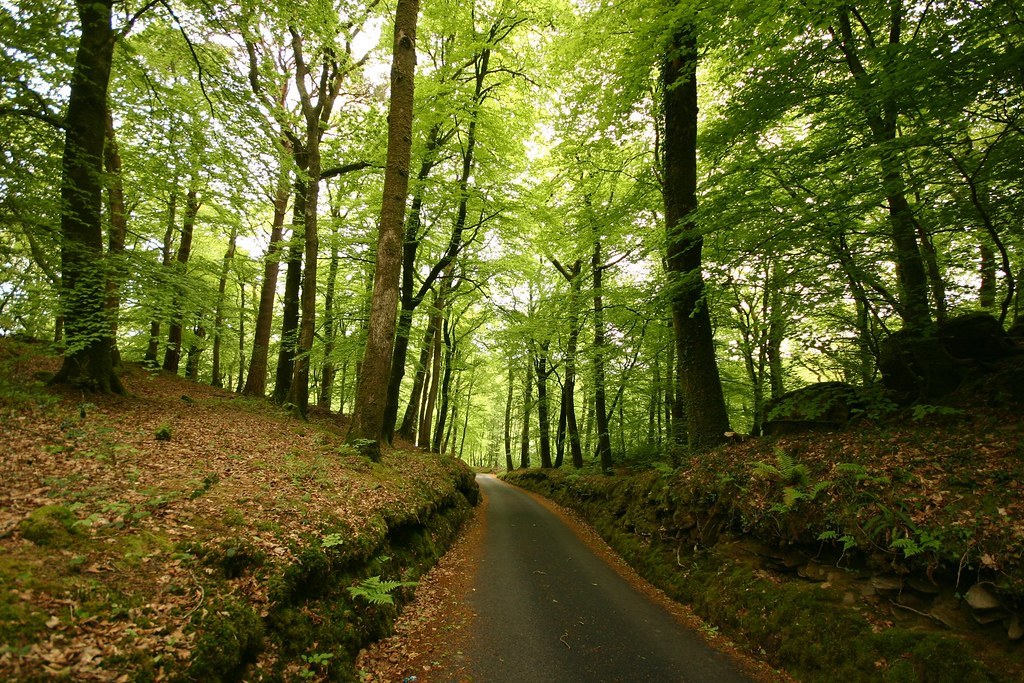 Coed aber artro image1