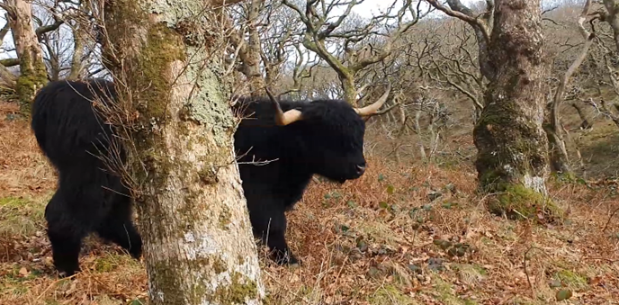 Derw yng Nghoed Garth Gell