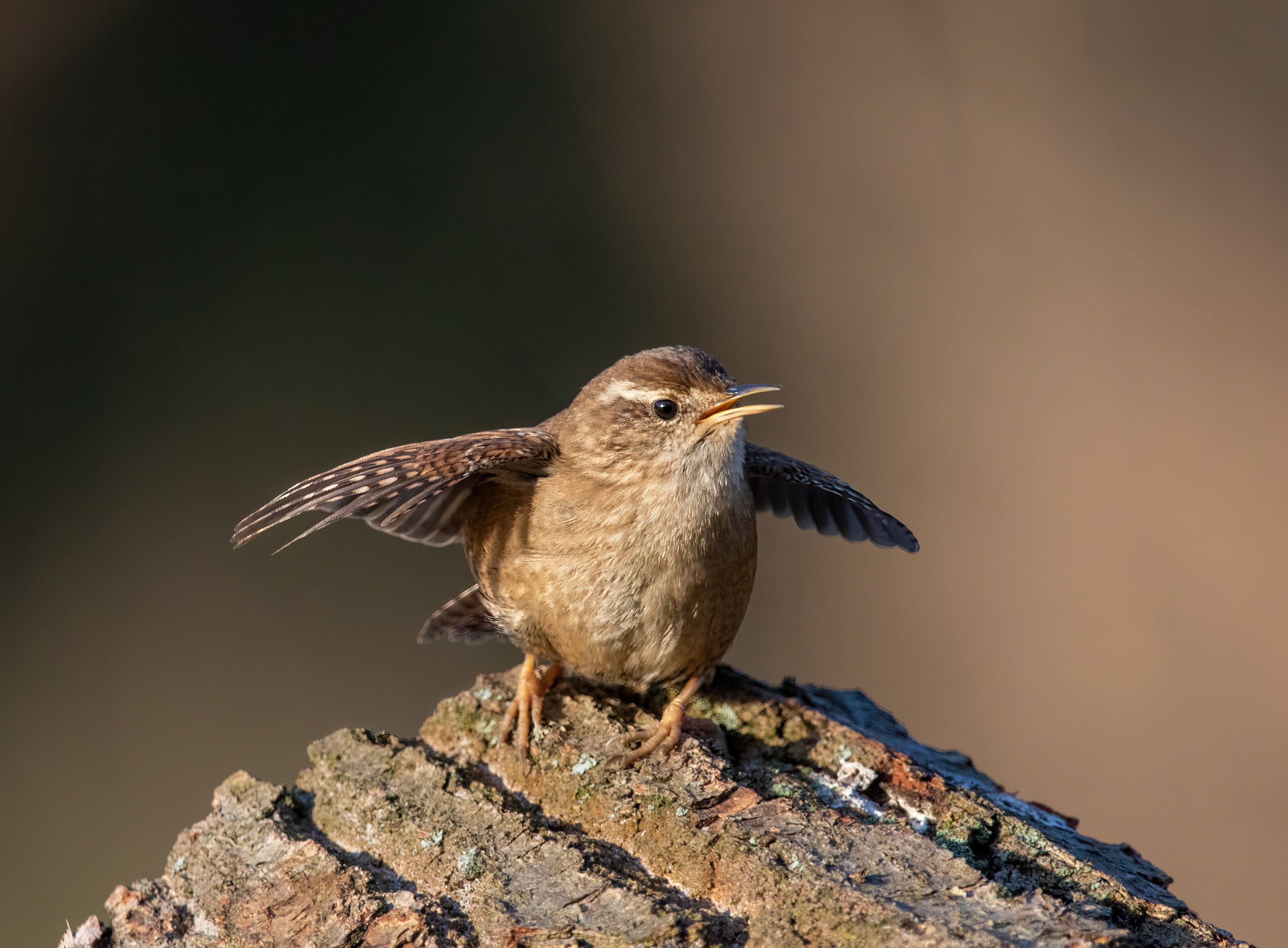 Dryw Bach_Franconville_Alexis_Lours https://commons.wikimedia.org/wiki/File:Eurasian_wren_Franconville_04.jpg