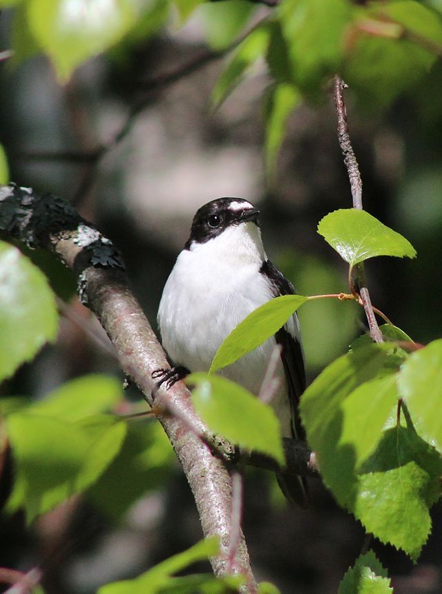 Pied Flycatcher