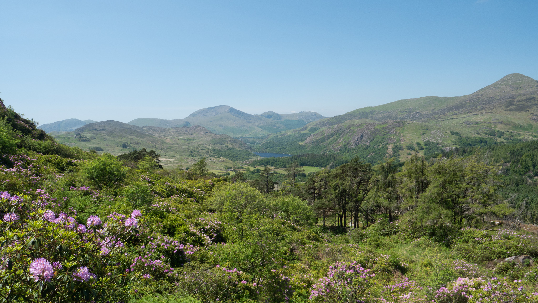 Rhododendron ponticum yn ei Flodyn yn Eryri
