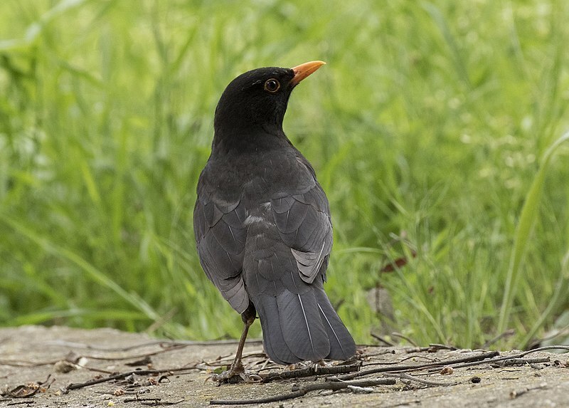 https://commons.wikimedia.org/wiki/File:Turdus_merula_-_Common_blackbird_02.jpg