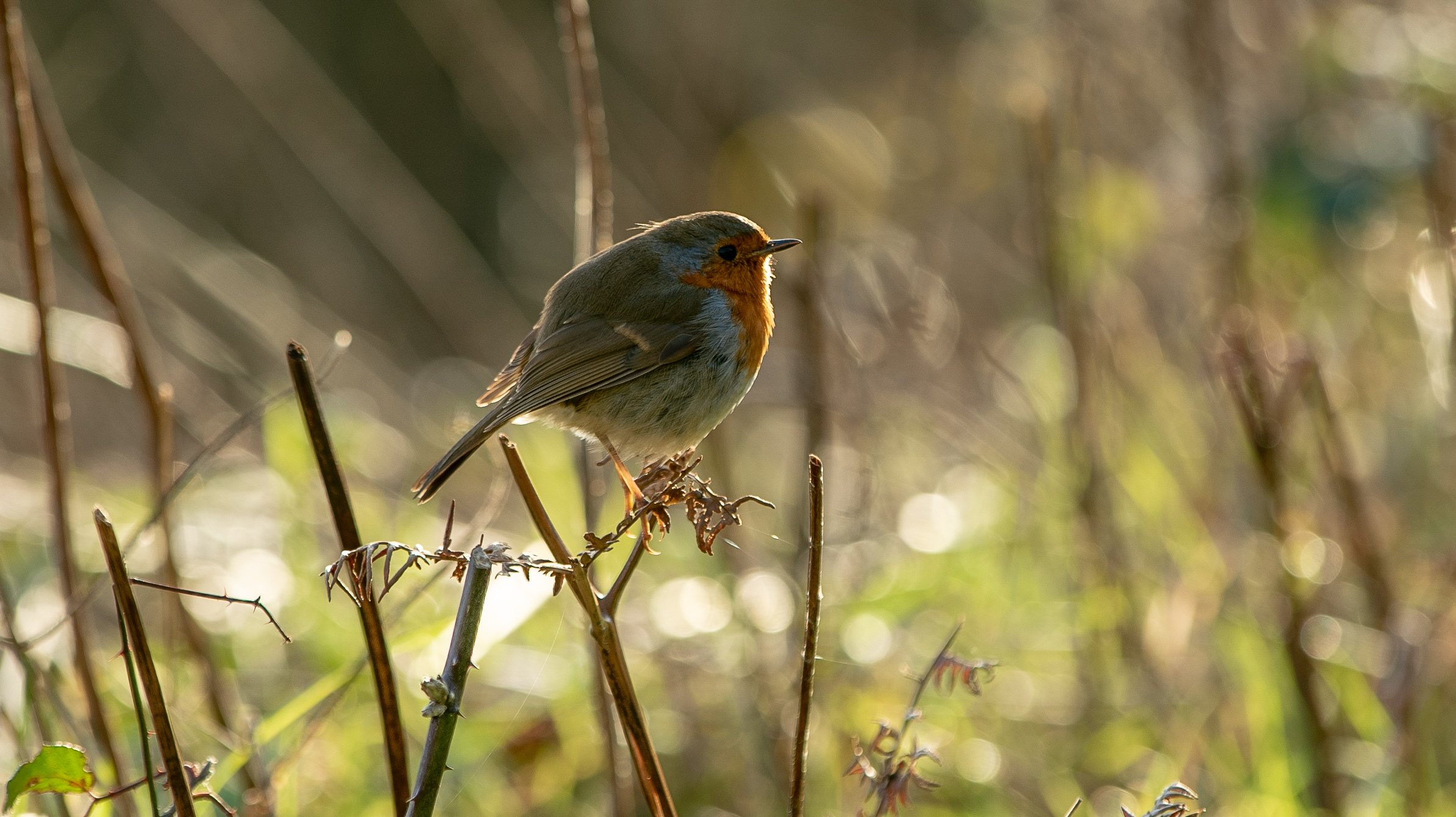 Robin © Hawlfraint y Goron / © Crown copyright (2019) Cymru Wales