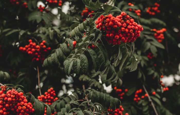 Rowan