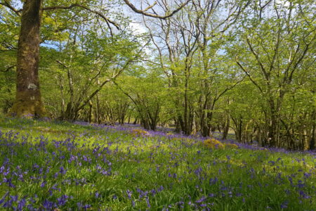 Bluebell Woods