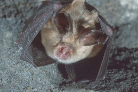 Lesser Horseshoe bat AAF35 hr