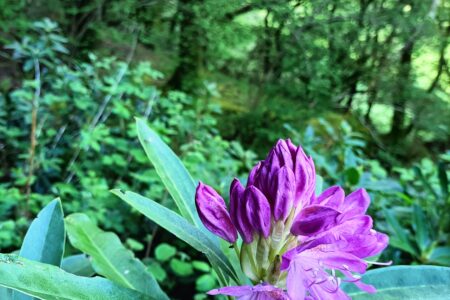 Rhody First Flower