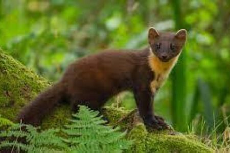 Pinemarten