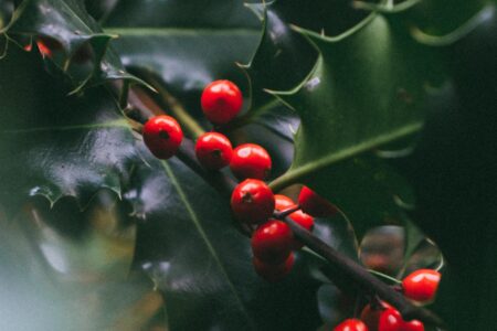 Celyn / Holly / Ilex aquifolium in the Celtic Rainforest