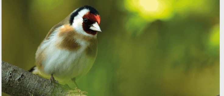 Goldfinch