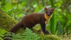 Pine Marten