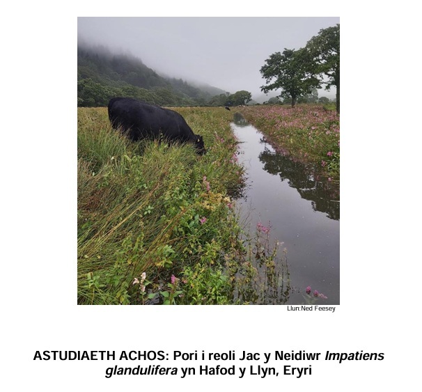 Astudiaeth Achos Pori Torfol yn Hafod y Llyn
