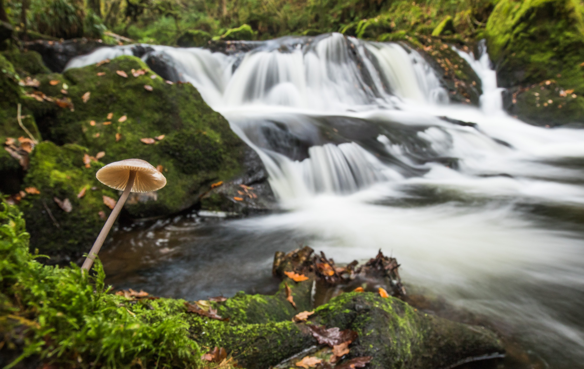 Mushroom River
